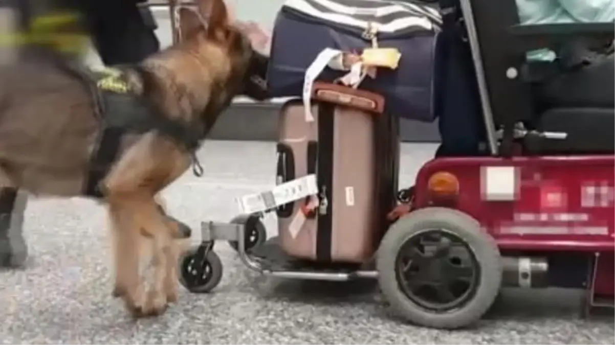 İtalya'da engelli taklidi yapan yolcunun tekerlekli sandalyesinde 13 kilogram uyuşturucu bulundu