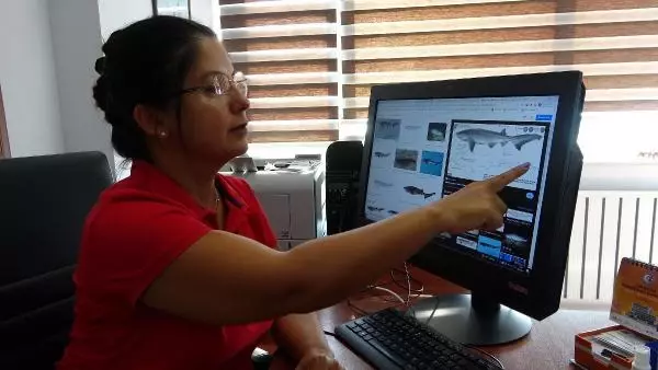 Kafasına paspasla vurulan zargana çıkmıştı ama Türkiye'de bu sefer gerçekten köpekbalığı görüldü