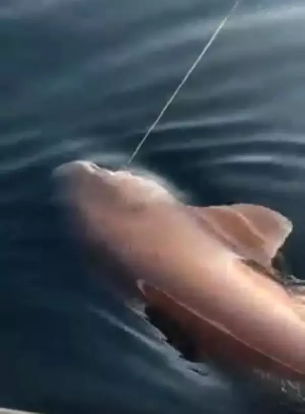 Kafasına paspasla vurulan zargana çıkmıştı ama Türkiye'de bu sefer gerçekten köpekbalığı görüldü