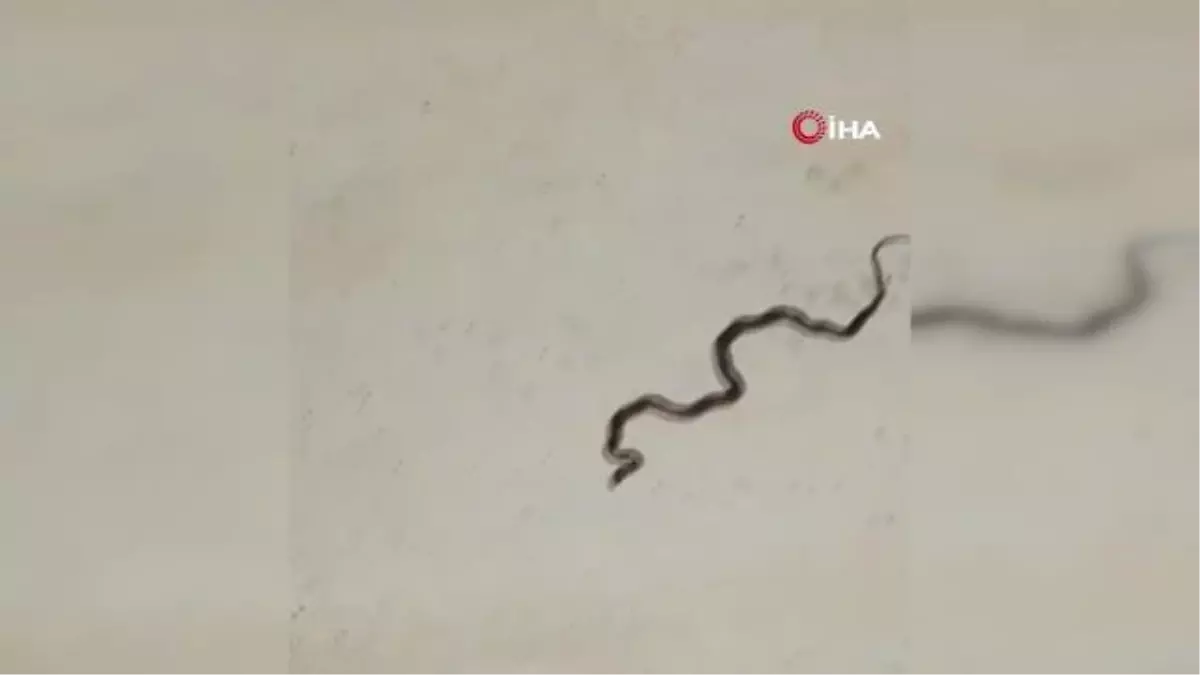 Son dakika haber | Motosiklet sürücüsünün yılan ile imtihanı kamerada