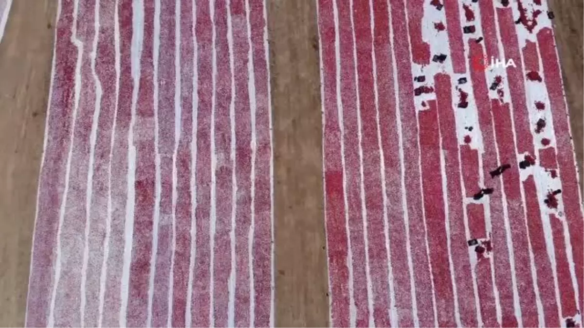 Domatesler ihracat için güneşe serildi: 7 ülkeye gönderilecek