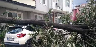 Kocaeli haberleri... Kocaeli'de devrilen ağaç park halindeki otomobile zarar verdi