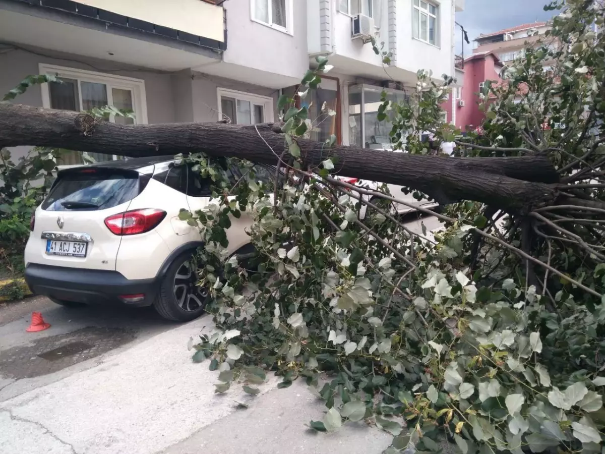 Kocaeli haberleri... Kocaeli'de devrilen ağaç park halindeki otomobile zarar verdi