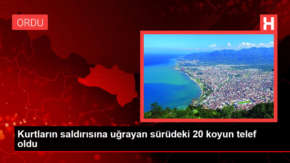 Kurtların saldırısına uğrayan sürüdeki 20 koyun telef oldu