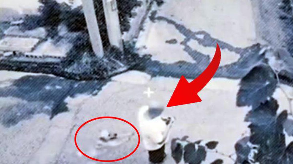 Olacakları önceden fark eden köpek, telefonla oynayan sahibini böyle kurtardı