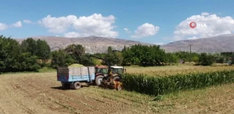 Erzincan haberleri: Silajlık mısır hasadı Erzincan'da başladı