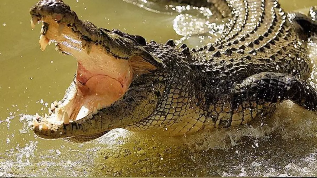 Timsahlı suya girmemesi için yapılan uyarıyı dinlemedi! Önce sessizlik oldu, sonrası korkunç