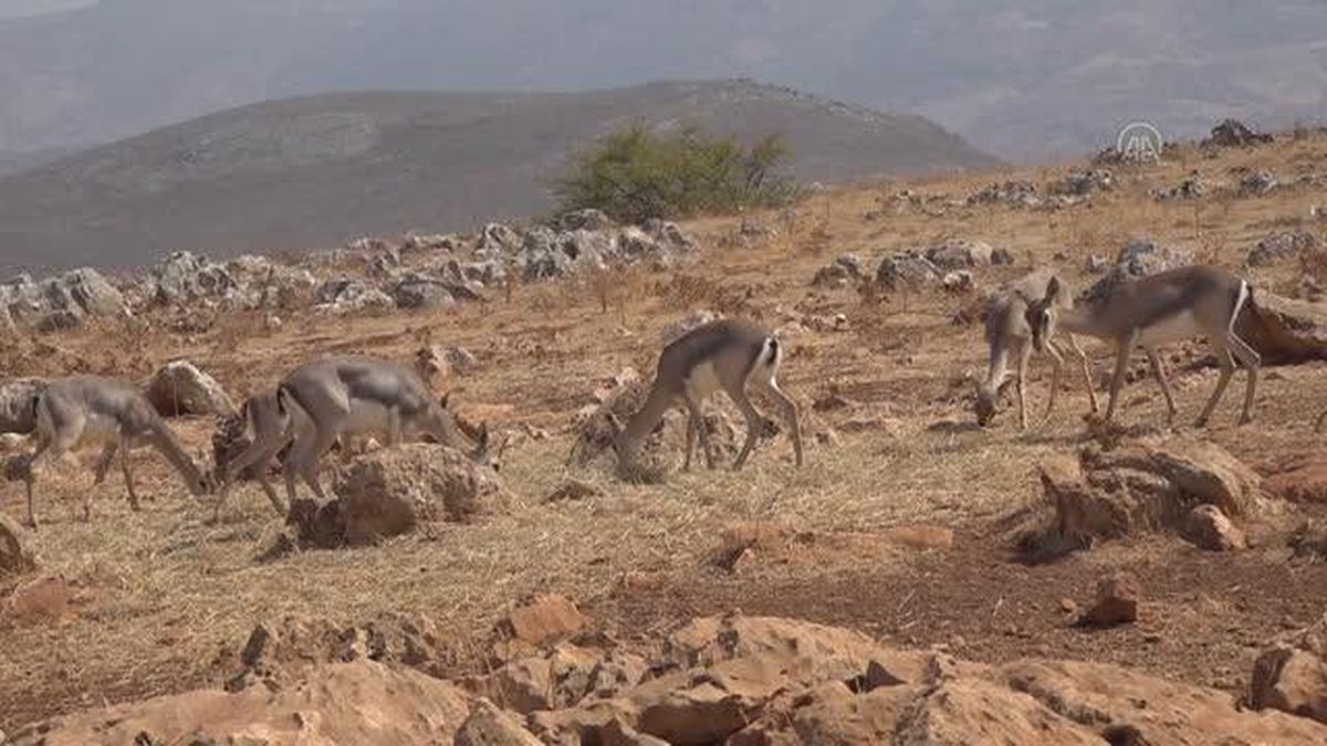 Dağ ceylanlarının sayısında yüzde 20 artış bekleniyor