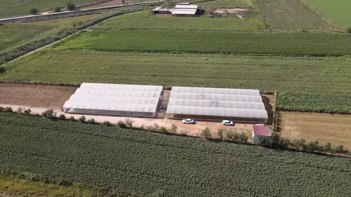 Aydın haber: Efeler Belediye Başkanı Atay'dan Ejder Meyvesi Hasadı