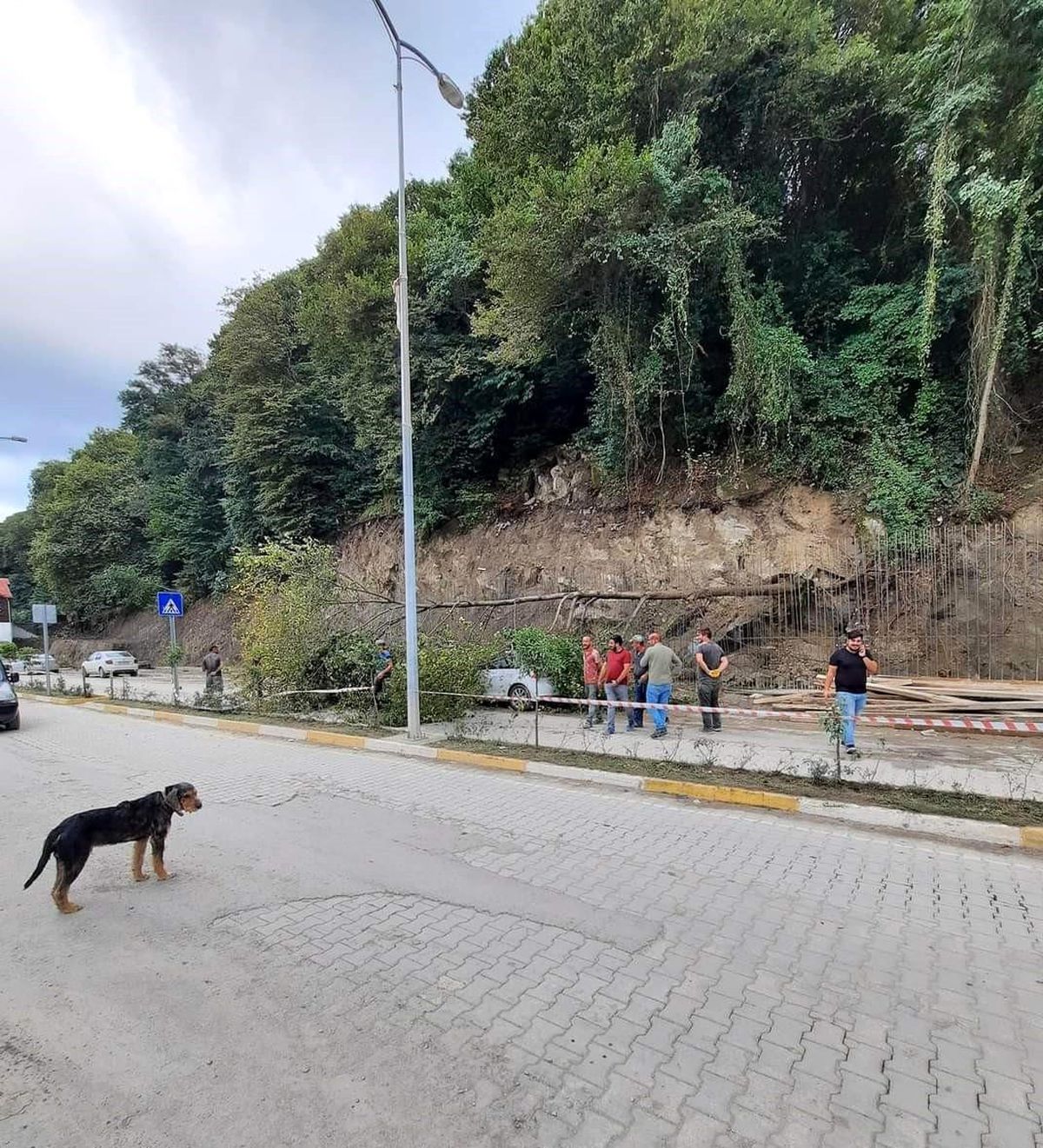 Heyelanda devrilen ağaç park halindeki aracın üzerine düştü