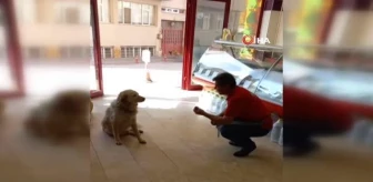 Kasabın, kendisini kazadan kurtaran köpeğe hayat dersi verdiği diyaloglar gülümsetti