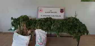 Son dakika haber... Ormanda Hint keneviri yetiştiren şüpheliye gözaltı