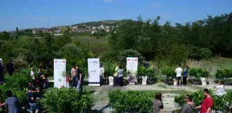 TİKA'dan Arnavutluk'taki ihtiyaç sahibi ailelere narenciye fidanı desteği