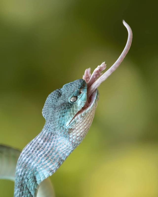 Yılandan fareye ölüm öpücüğü! Fotoğrafın bir sonraki karesi herkesi ürküttü