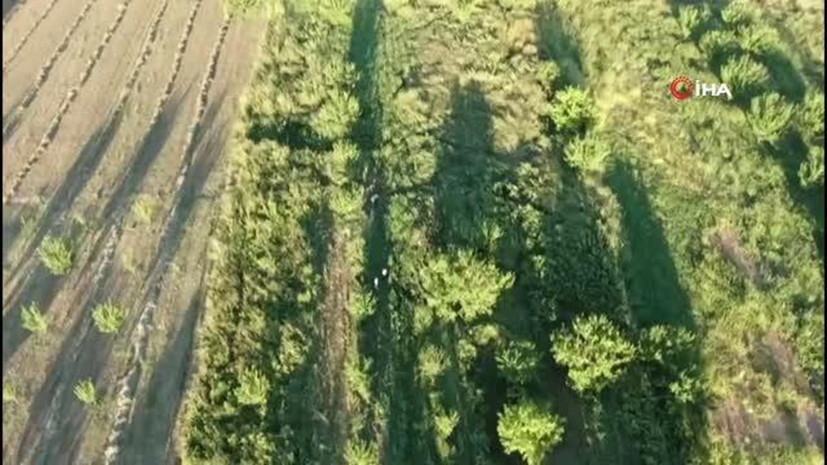 Drone destekli operasyonda 232 kilo esrar ele geçirildi