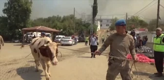 Son dakika haberi... Gülnar ilçesindeki orman yangınında gebe inek 'Sarıkız'ı komandolar kurtardı