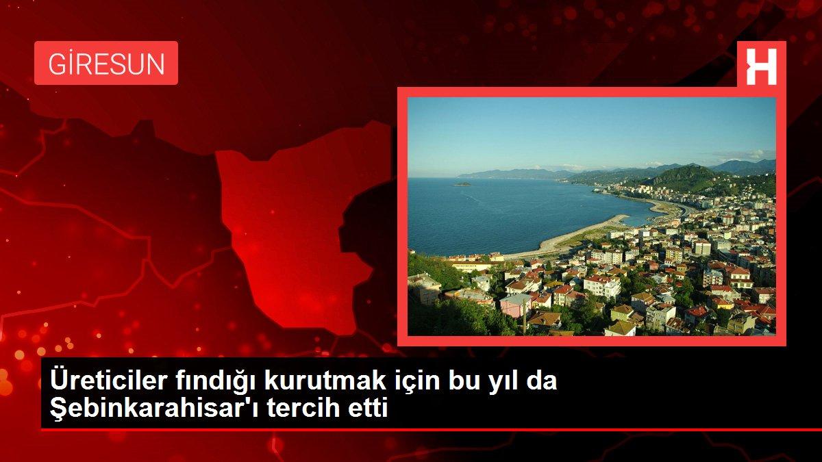 Giresun haberi... Üreticiler fındığı kurutmak için bu yıl da Şebinkarahisar'ı tercih etti
