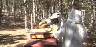 Ziraat öğrencilerinin uygulamalı eğitim aldığı kovanlarda verim bu yıl 300 kiloyu aşacak