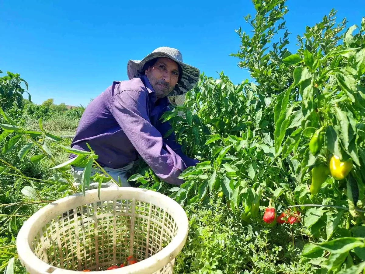 Adana haber: Adana'da kapya biber hasadı yapıldı