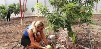 Antalya gündem haberi: Antalya'da yılın ilk mango hasatını Ivana Sert yaptı