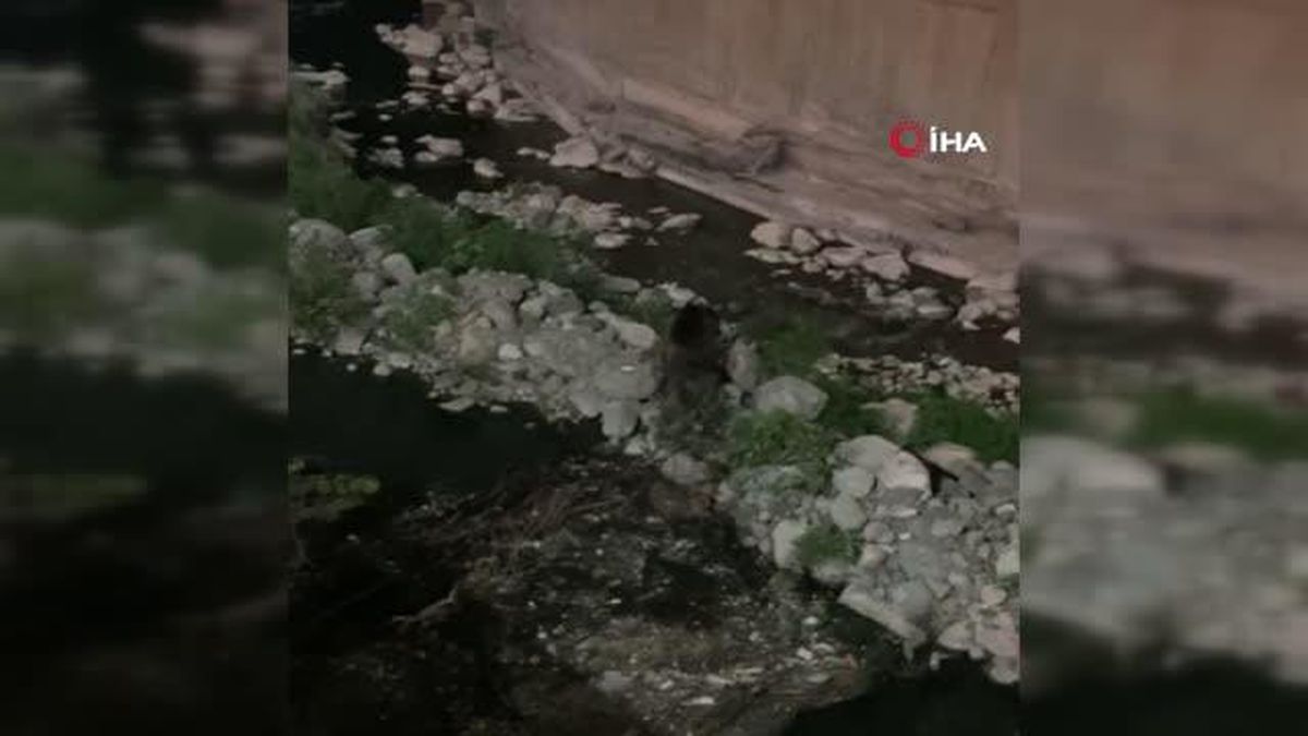 Son dakika haberleri | Kent merkezine inen ayı kameralara yakalandı