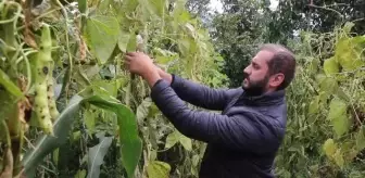 Samsun gündem haberi... Samsun'un Nebiyan fasulyesi pazara inmeden tarladan satılıyor