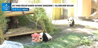 Video: Dev Panda İkizleri Madrid Hayvanat Bahçesinde 1. Yaş Günlerini Kutladı