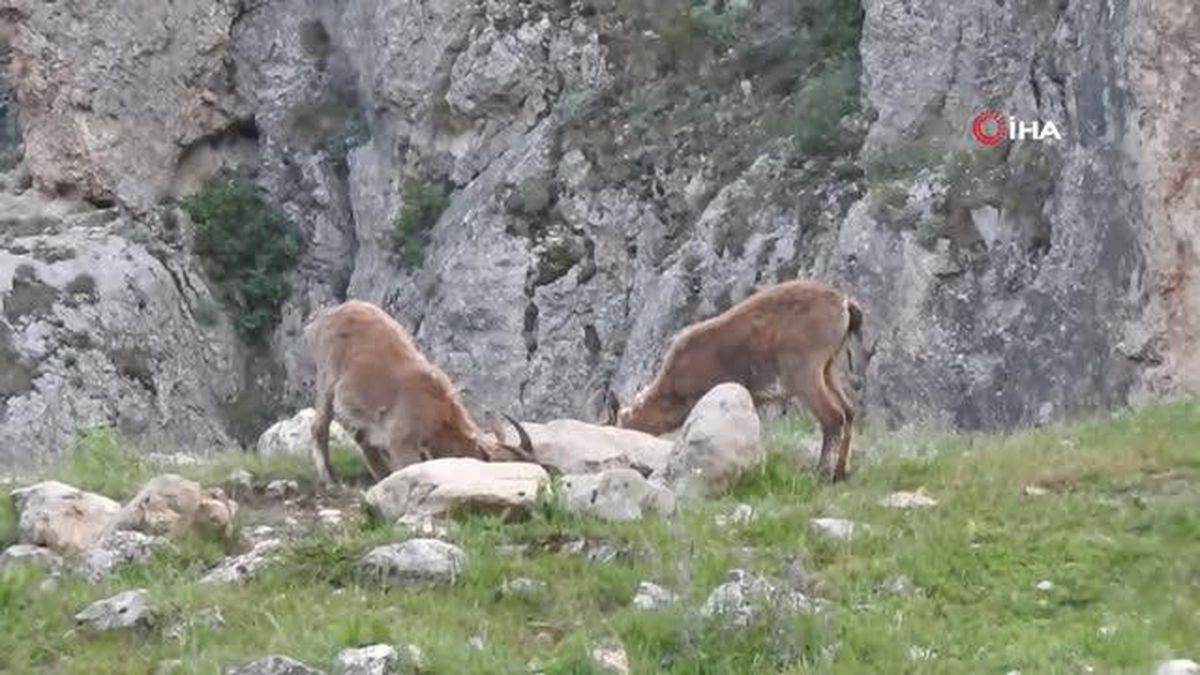 Dağ keçileriyle inek sürüsü bir arada