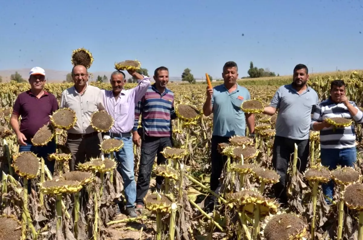 Kahramanmaraş haberi! Elbistan'da 'siyah altın' hasadı başladı