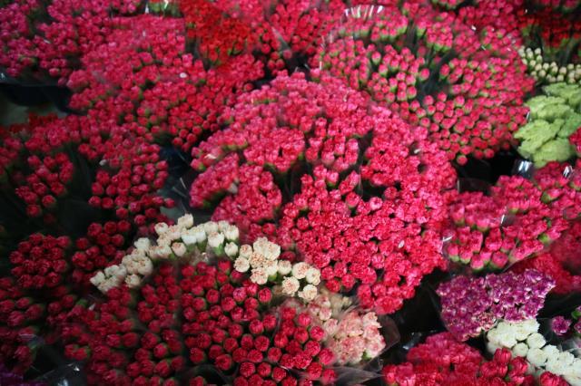 Kraliçe Elizabeth'in cenazesi için Antalya ve Isparta'da karanfil mesaisi! Çalışma saatleri ve işçi sayıları artırıldı