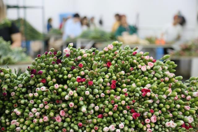 Kraliçe Elizabeth'in cenazesi için Antalya ve Isparta'da karanfil mesaisi! Çalışma saatleri ve işçi sayıları artırıldı