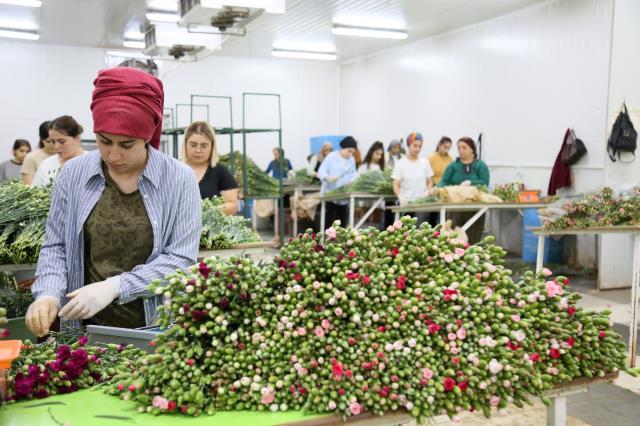 Kraliçe Elizabeth'in cenazesi için Antalya ve Isparta'da karanfil mesaisi! Çalışma saatleri ve işçi sayıları artırıldı