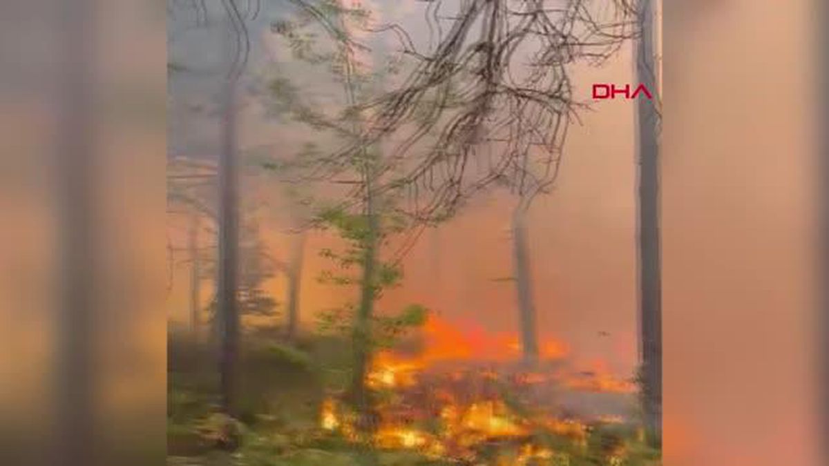 Son dakika haberi | TOKAT'TA ORMAN YANGINI