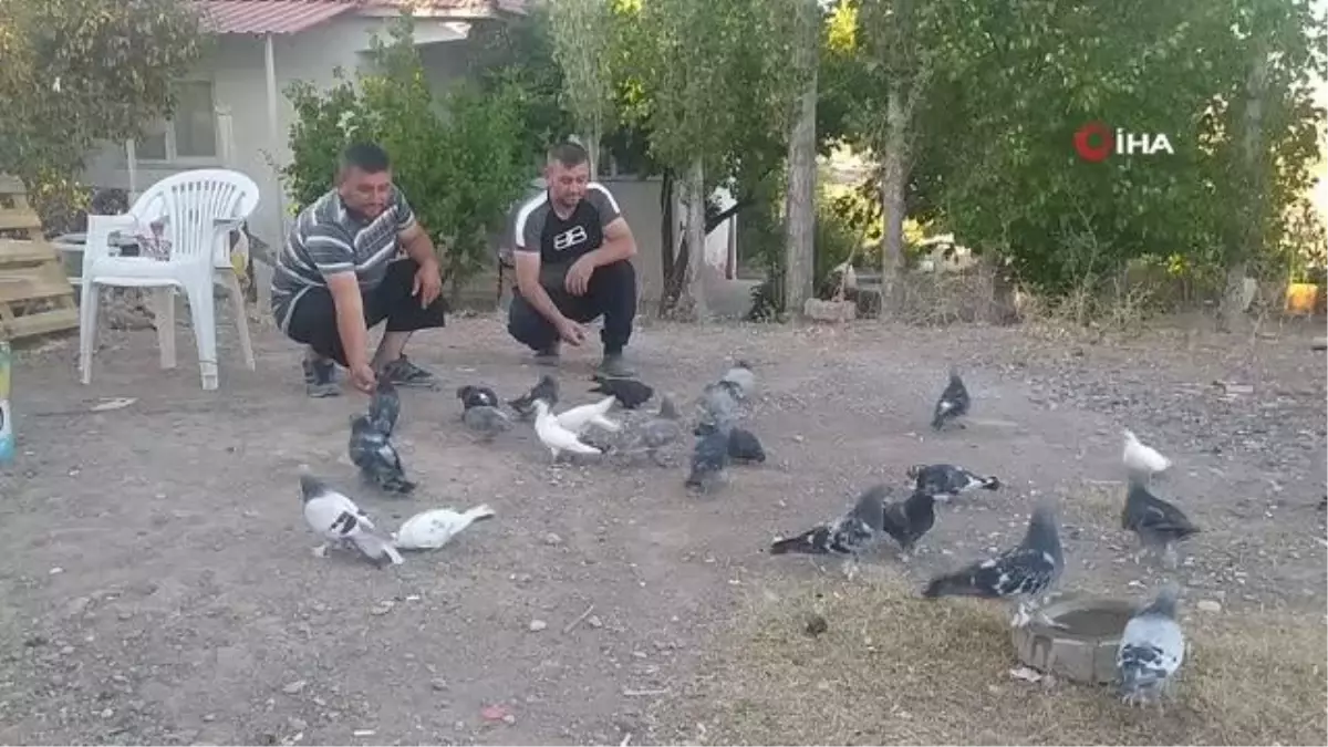 Avcunda beslediği kumrusuyla olan dostluğu iç ısıtıyor