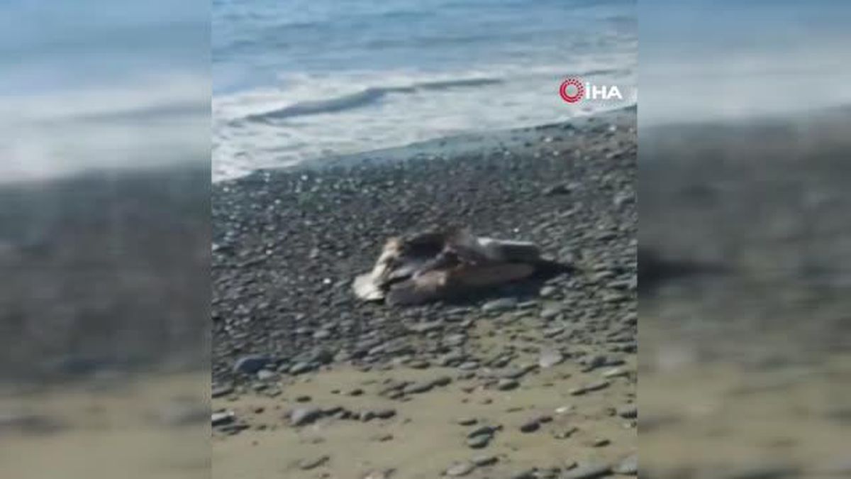 Deniz kenarında bulunan yaralı pelikan kurtarıldı
