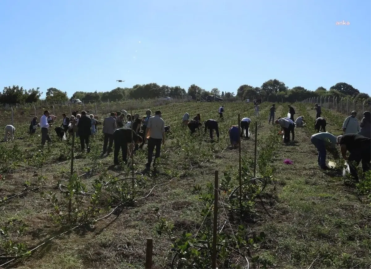 'Süper Meyve' Aronya'nın İlk Hasadı Yapıldı