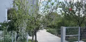 Yıl içerisinde ikinci kez çiçek açtı