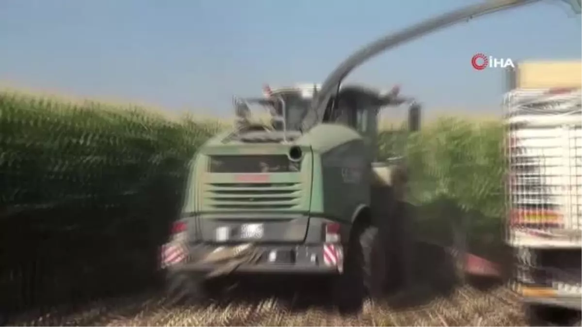 Muş haberi! Muş'ta silajlık mısır hasadına başlandı