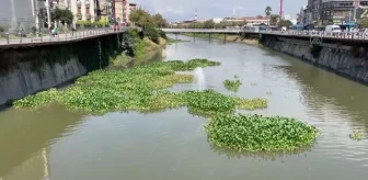 Asi Nehri'ni yeniden su sümbülleri kaplamaya başladı