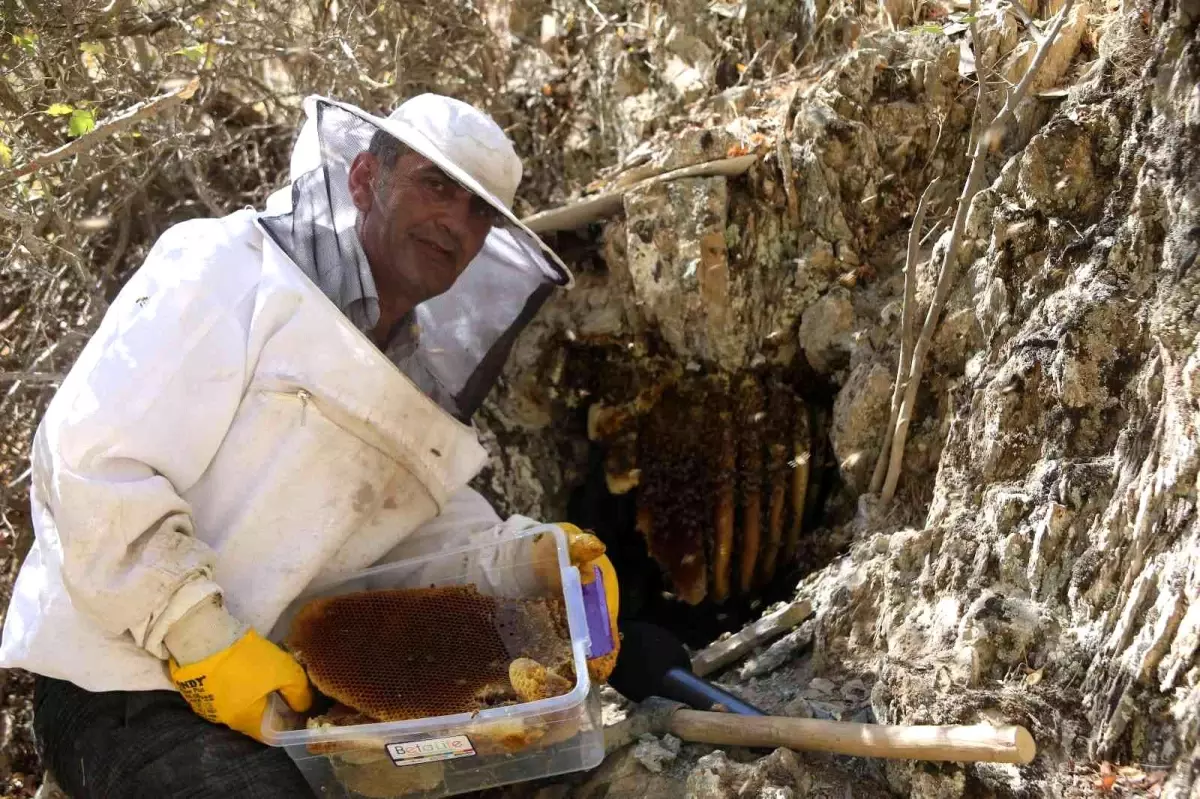 Cilo Dağı eteklerinden Norveç'e kilosu 2 bin 500 TL'den kaya balı satıyor