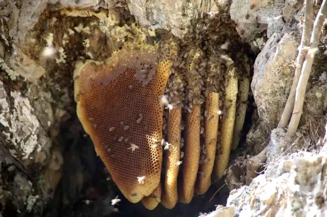 Cilo Dağı eteklerinden Norveç'e kilosu 2 bin 500 TL'den kaya balı