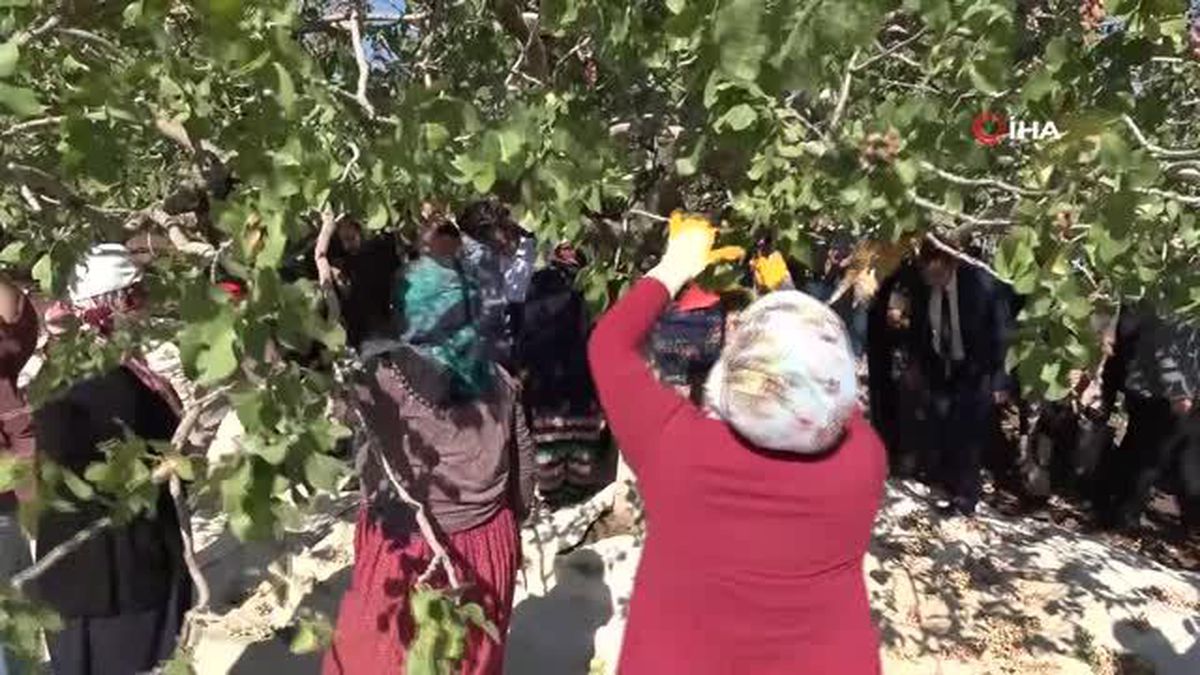 Diyarbakır haber: Geçen yıl 816 ton fıstık elde edilen Diyarbakır'da yeni mahsulün hasadına başlandı- 'Geçen yıl 14 bin 500 dekarda 816 ton f...