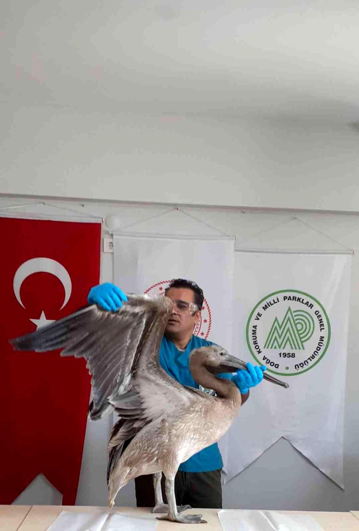 Balıkesir haber... Balıkesir'de bitkin bulunan ak pelikan bakımının ardından doğaya bırakılacak