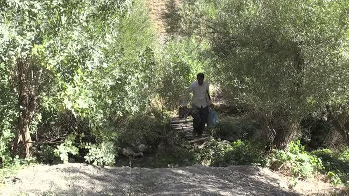 Hakkarili arıcının dağlardan güçlükle topladığı kaya balı ilgi görüyor