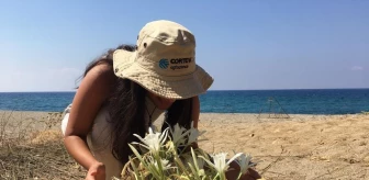 Sadece Antalya sahillerinde yetişiyor! Bu çiçeği koparana 220 bin lira ceza var