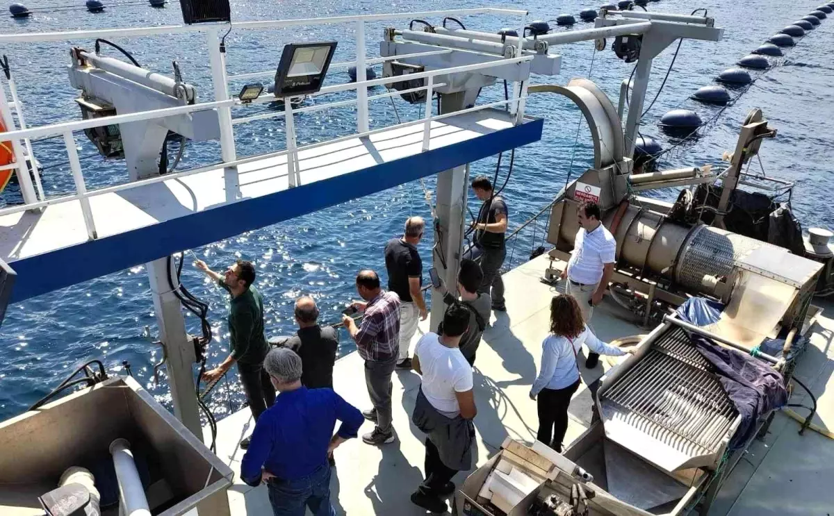 Yalova haberleri! Yalova'da organik midye sertifikasyon işlemleri başladı