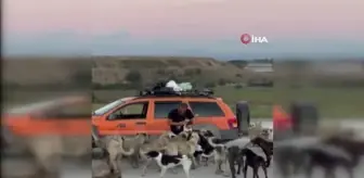 Bursa gündem haberi: Bursa'da bir hayvanseverin beslediği yüzlerce köpek peşinden ayrılmıyor