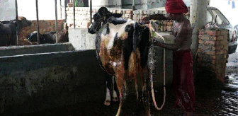 Hindistan'da Hastalığa Yakalanan 57.000'den Fazla Sığır Telef Oldu