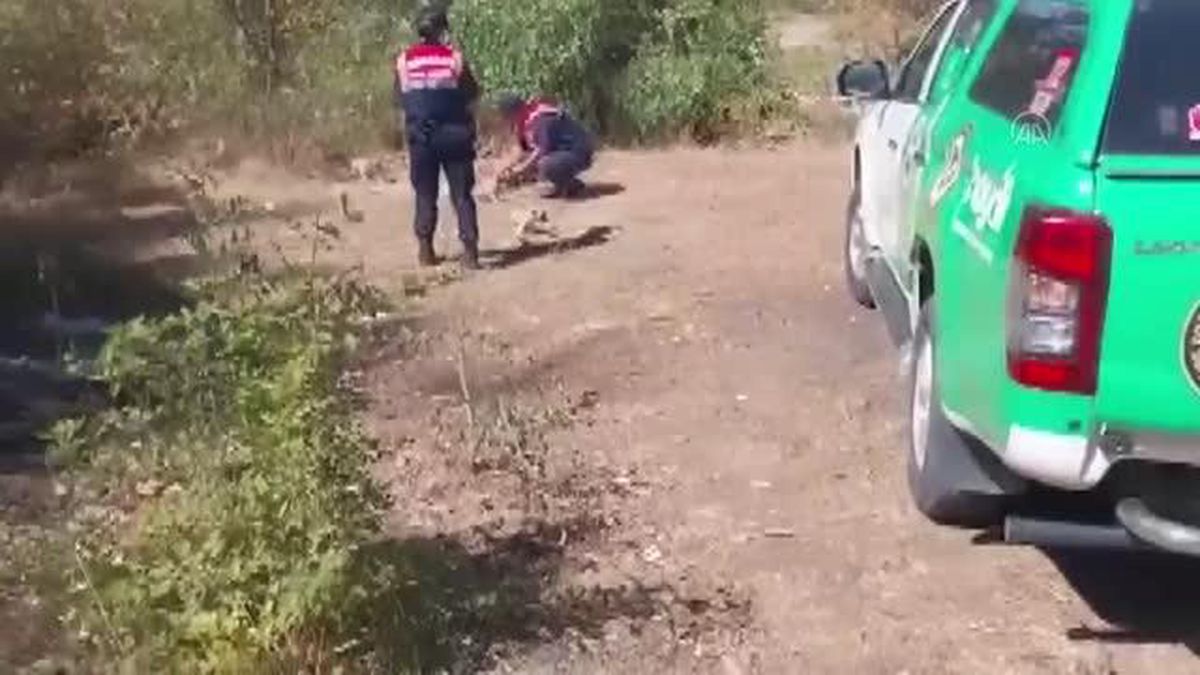 Son dakika haberi... Jandarma bulduğu 10 köpek yavrusunu barınağa teslim etti