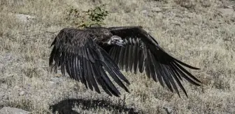 Tarım ilaçlarından zehirlenen kara akbaba, tedavisinin ardından doğaya salındı
